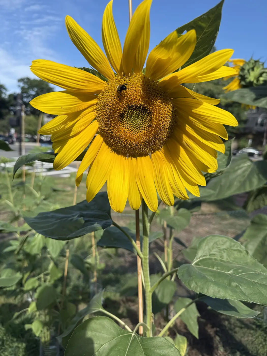 A sunflower in full bloom with a bumblebee on its center