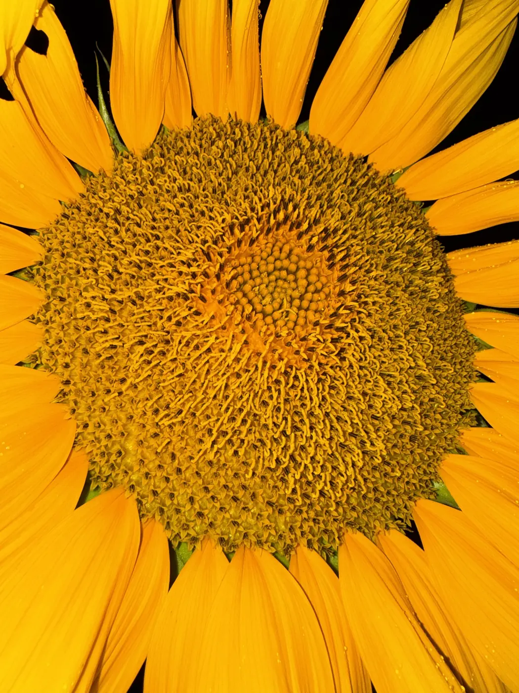 Close-up of a sunflower's spiral center against a dark background