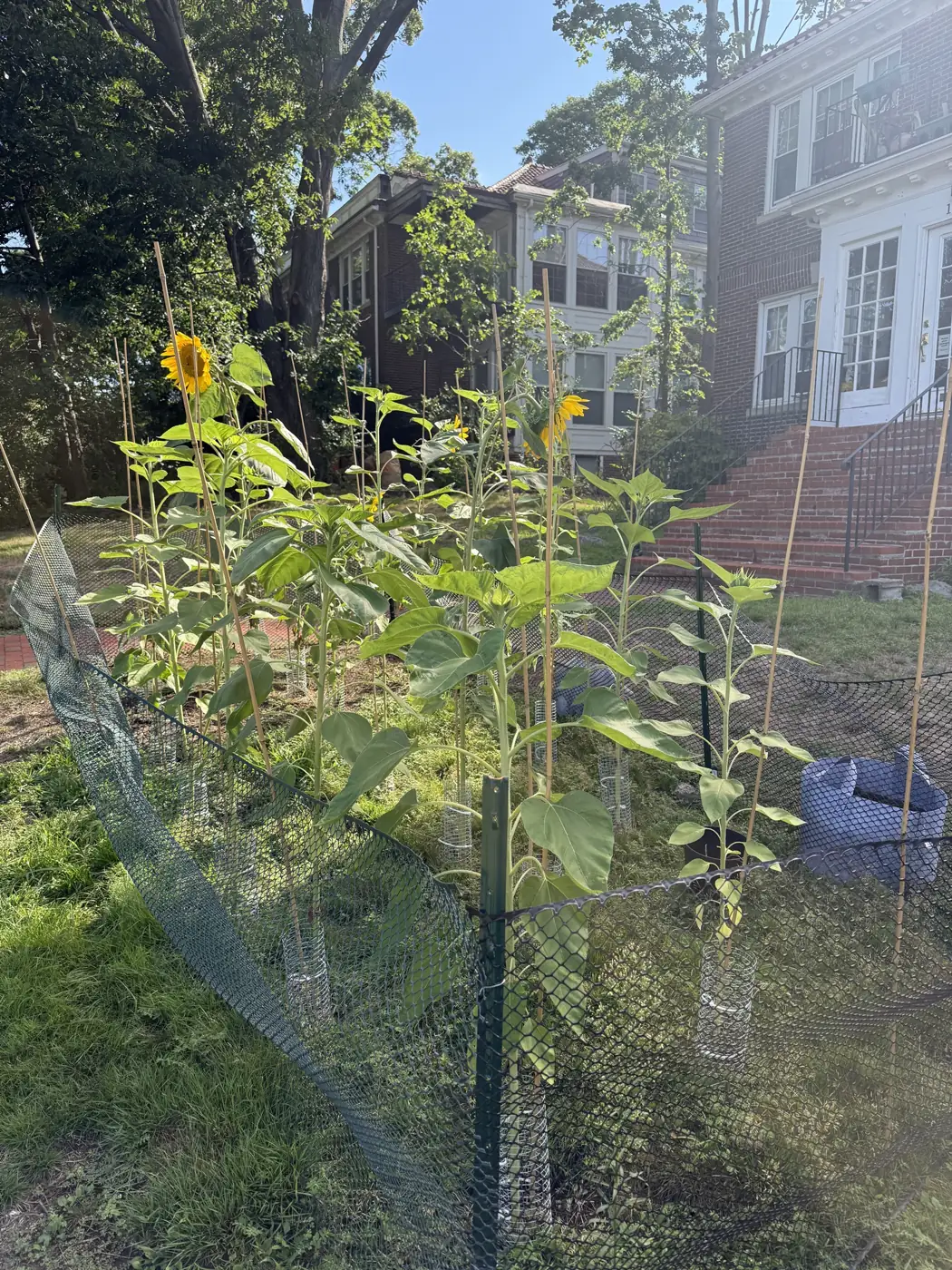 Fenced patch of tall staked sunflowers in front of brick houses